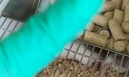 繁殖视频,生命延续的精彩瞬间